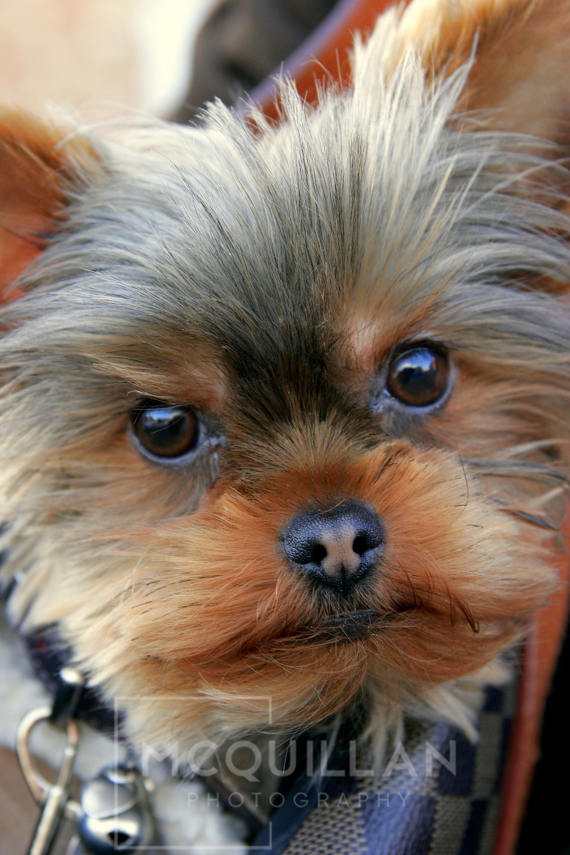 Close up Terrier 
 Keywords: dog, dogs, cute, cool, beautiful, animal, yorkshire terrier,