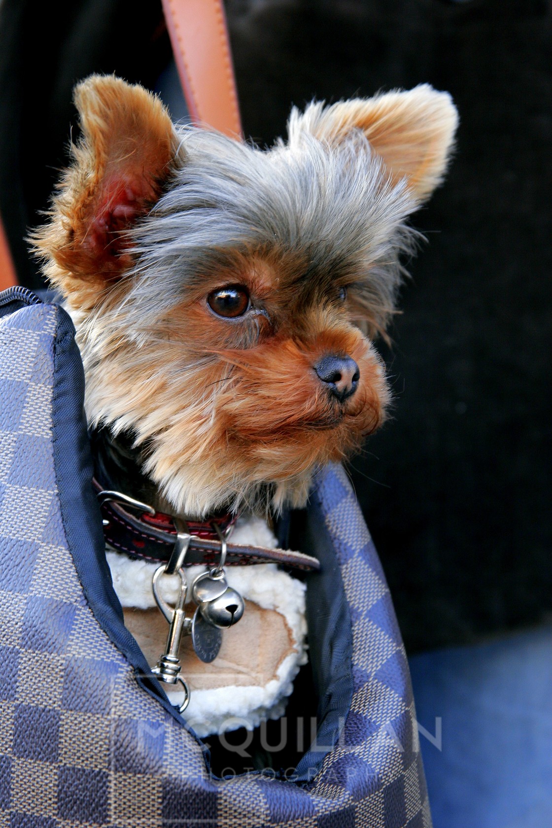 Terrier 
 Keywords: dog in bag, bag, dogs, cute, cool, beautiful, yorkshire terrier,