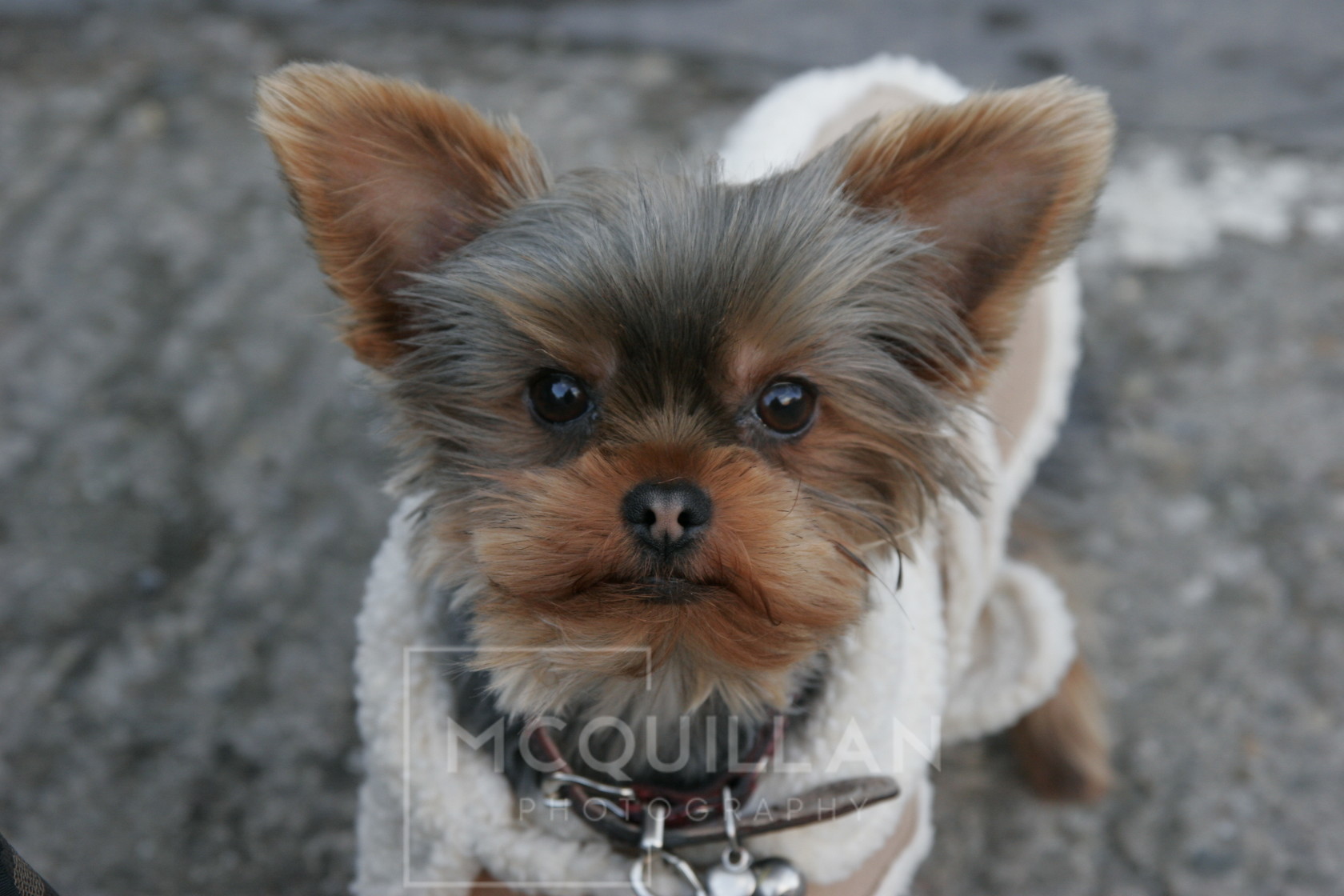 Yorky 
 Keywords: dog, dogs, cute, cool, beautiful, animal, yorkshire terrier,